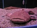 Lophiosilurus alexandri breeding - male guarding the eggs Lophiosilurus alexandri breeding - male guarding the eggs