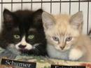 The Tale of Three Little Senate Kittens The Tale of Three Little Senate Kittens