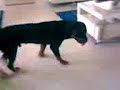 rottweiler playing with a baby rottweiler playing with a baby
