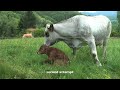 Birth of a calf Spring 08 Ariege Birth of a calf Spring 08 Ariege