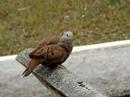 Rolinhas (Birds)