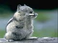 Buddy The Harmonica Playing Squirrel