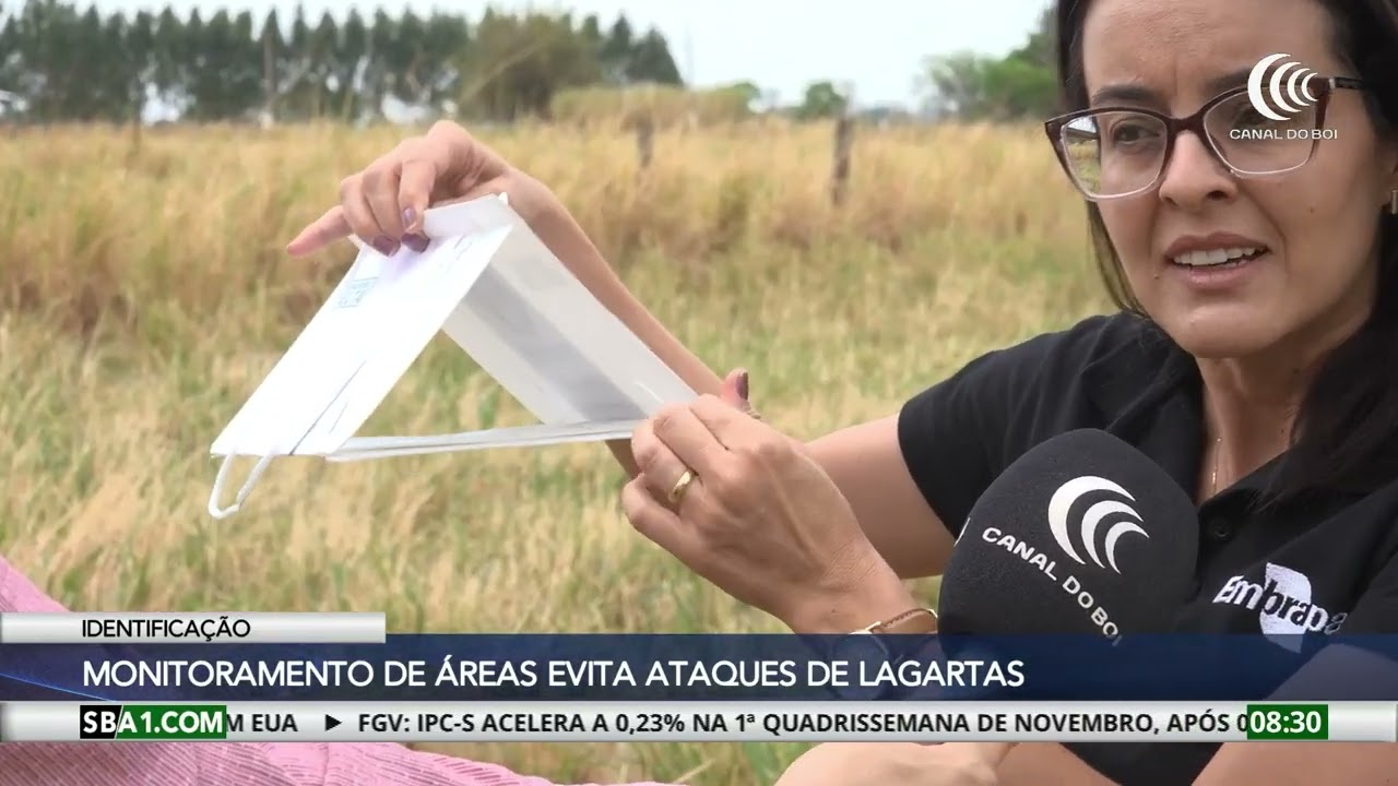 Lagarta das pastagens afetam as gramíneas forrageiras