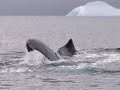 Antarctic humpback songs
