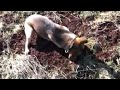 Kira... ein Hund!