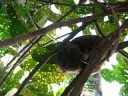 Tarsier