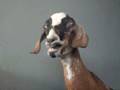 videos de Funny Goat / Cabra Engraçada