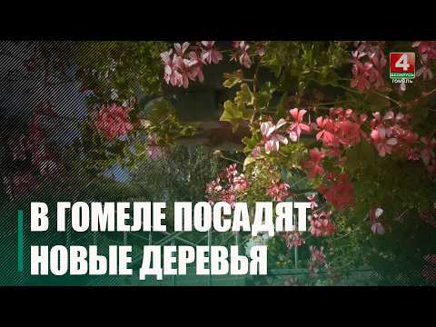 В Гомеле этой осенью планируют обновить зелёный фонд видео