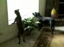 House Alarm