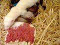 Les b�b�s furets,21-05-07