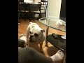 Lola doesn't like feet