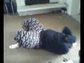 fatty working out