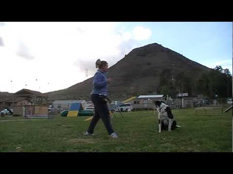 Using a whistle for an emergency recall - Clicker Dog Training Tutorial