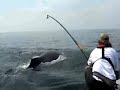 Whale Tag 2 Whale Tag 2