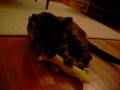 Flossy with Cheengoo Birthday Present
