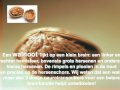 het lichaam