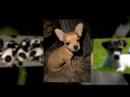 Puppies, Just Puppies!