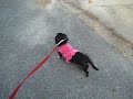 Maxine and Rockita go for a walk