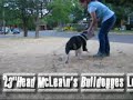 Victorian Bulldogge BoBo Victorian Bulldogge BoBo