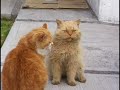 Lazy Cats in the Yard
