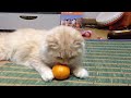 のせ猫 みかん タマ かご猫 Put cat Tangerine 沢村シロ