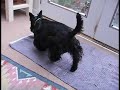 Stupid Scotty Dog Tricks