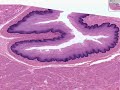 Histolog�a - Es�fago