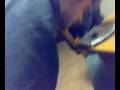 spaccanoci by ceola.mp4
