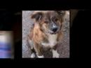 Good Dog Rescue March 2008