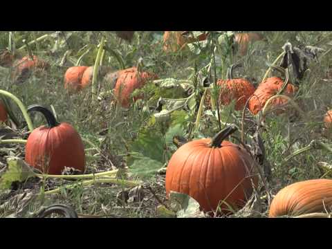 how to store pumpkins after harvest
