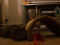 Filmpje mila 2.wmv