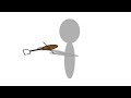 Flash Animation