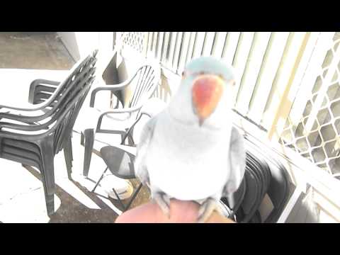 how to train indian ringneck parrots to talk