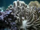 Coraux mous Marine Life