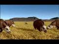 Prehistoric Park - Clips