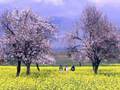 videos de kasmir heaven on earth