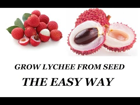 how to grow litchi from seed