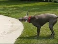 Lu the Weimaraner, Swimming Lu the Weimaraner, Swimming