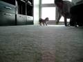 Oscar Plays Ball (1)