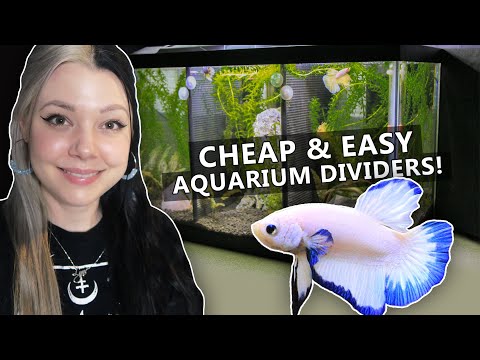 Diy Aquarium Divider On Grow Aquaponically