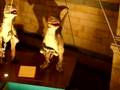 Dromaeosaurus in London
