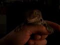 Tokay Gecko \"Der Toad\" Tokay Gecko \"Der Toad\"
