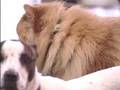 videos de Barking Parrot