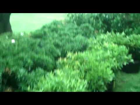 how to fertilize scotch broom