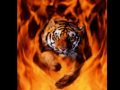 Capitalismo Templo del tigre, Música ilegal