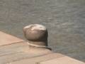 videos de Iassair