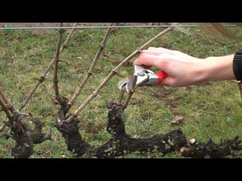 Spur Pruning Grapevines.mp4
