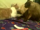 Catfight 2- Messy Marvin vs. Sideshow Lewis vs. Paper Bag