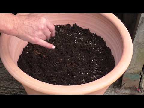 how to transplant hyacinth bulbs