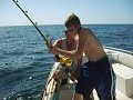 323 lbs goliath grouper